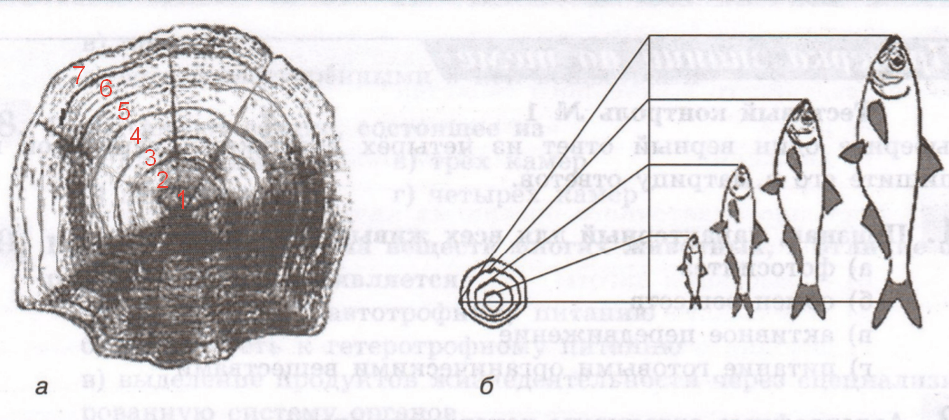 Решение рисунок 1