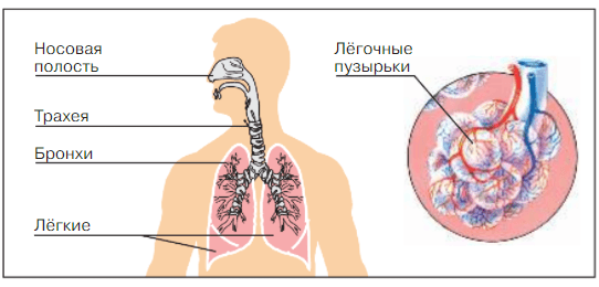 Задание рисунок 1