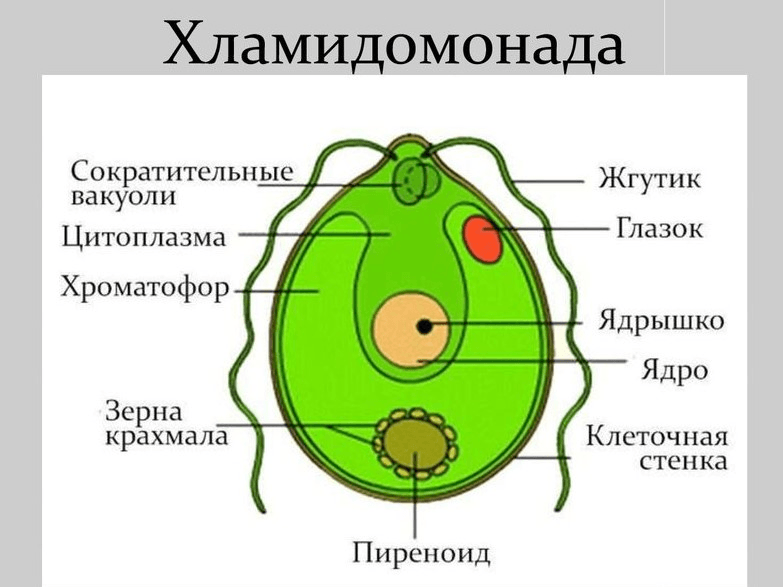 Решение рисунок 1