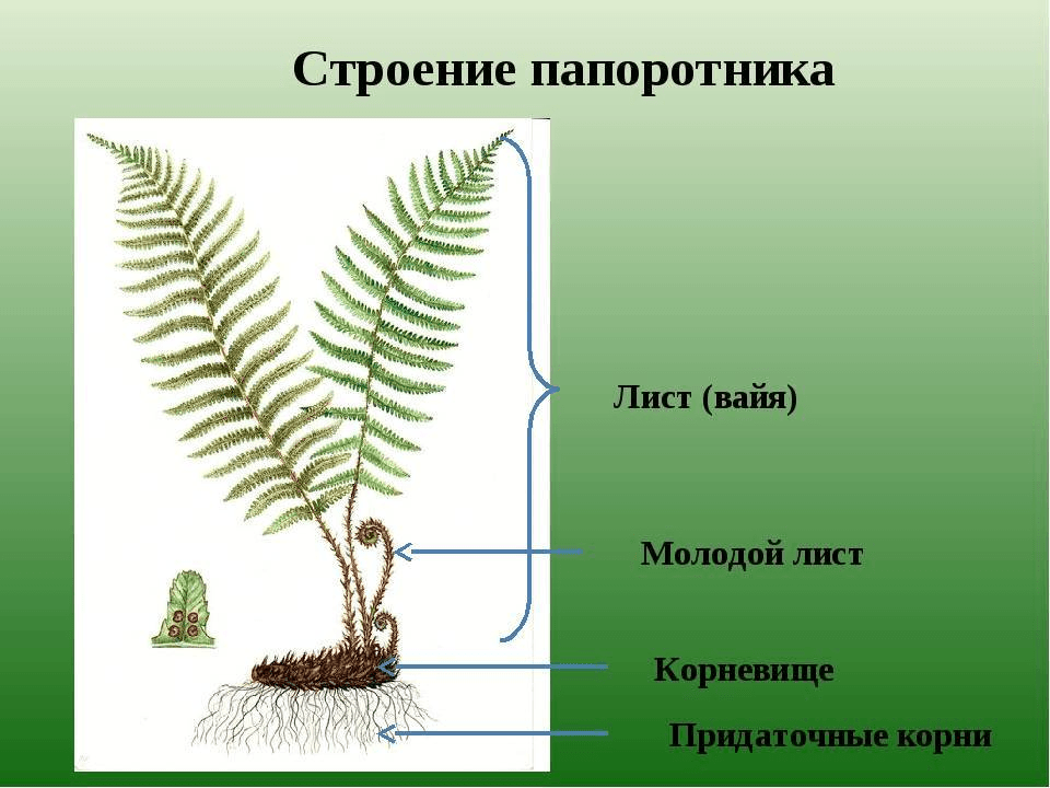 Решение рисунок 1