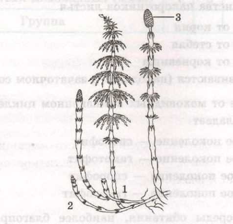 Задание рисунок 1