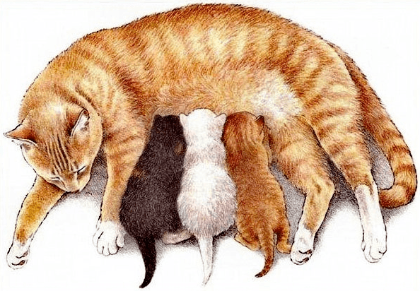 Решение рисунок 1