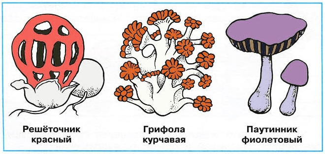 Решение рисунок 1