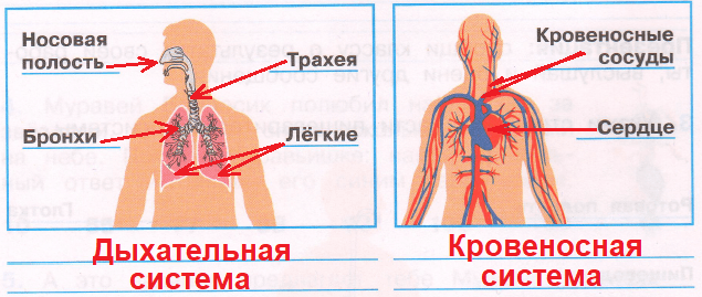 Решение рисунок 1
