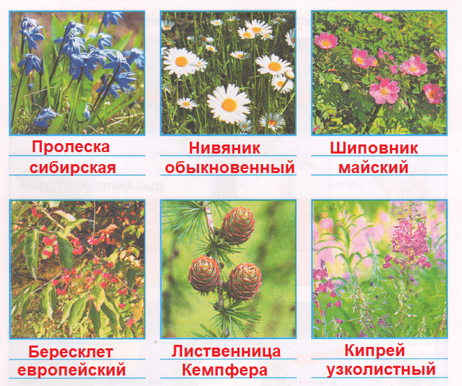 Решение рисунок 1