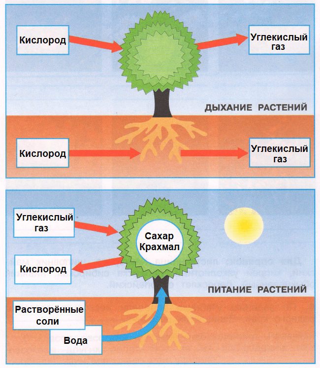 Решение рисунок 1