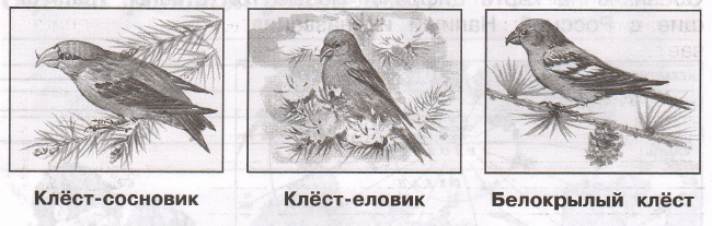Задание рисунок 1