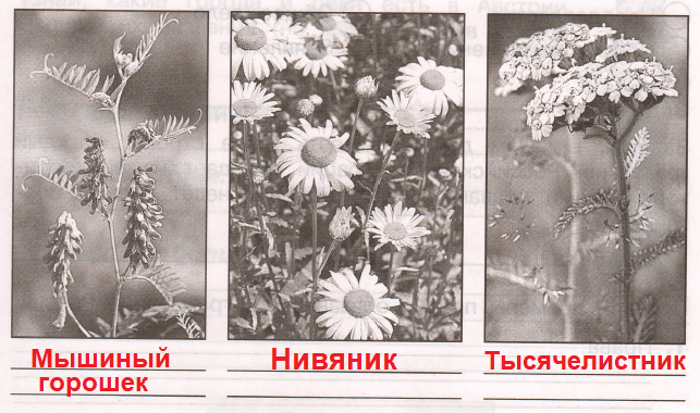 Решение рисунок 1