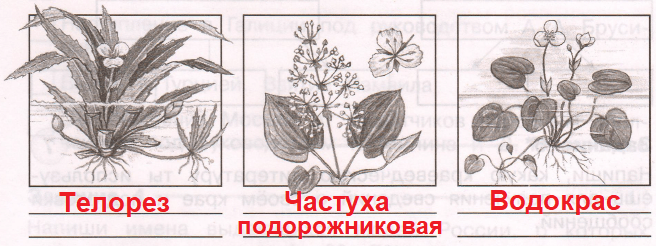 Решение рисунок 1