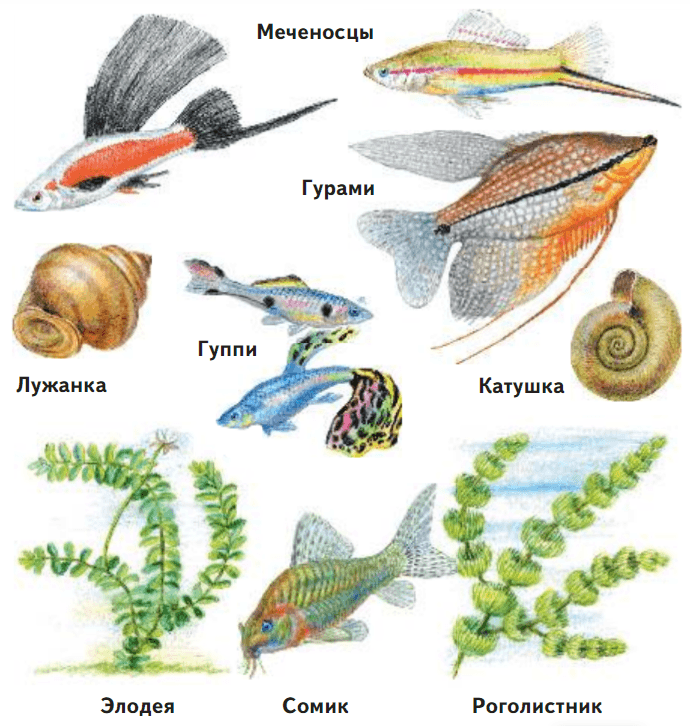 Решение рисунок 1