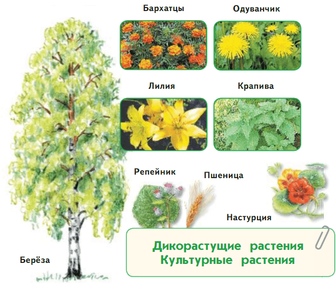 Задание рисунок 1