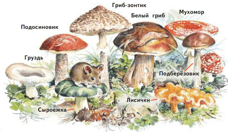 Задание рисунок 1