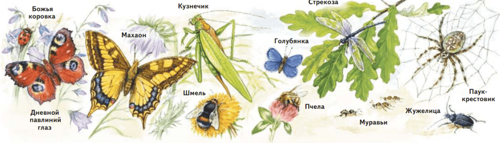 Задание рисунок 1