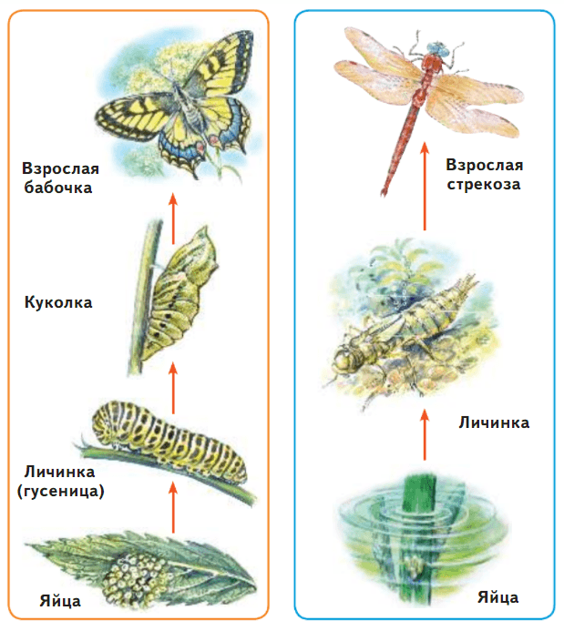 Решение рисунок 1