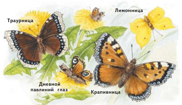 Задание рисунок 1