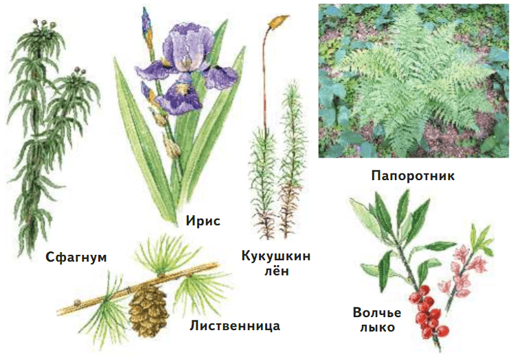 Задание рисунок 2