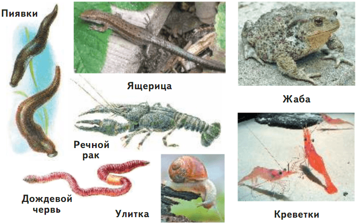 Задание рисунок 1