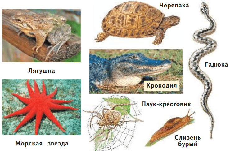 Задание рисунок 2