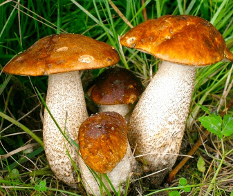 Решение рисунок 1
