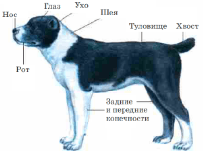 Решение рисунок 1