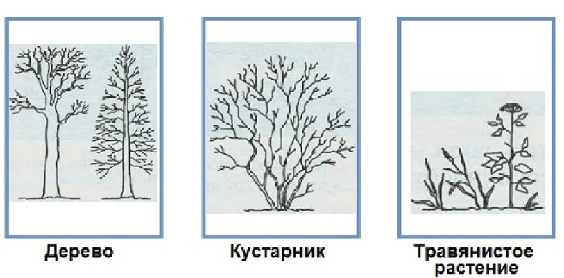Решение рисунок 1