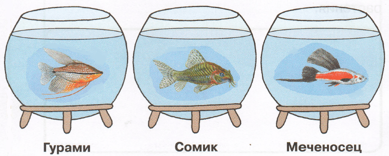 Решение рисунок 1