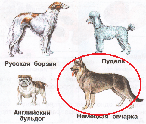 Решение рисунок 1