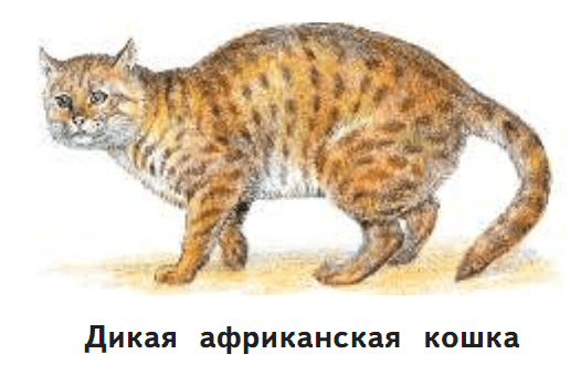 Решение рисунок 1