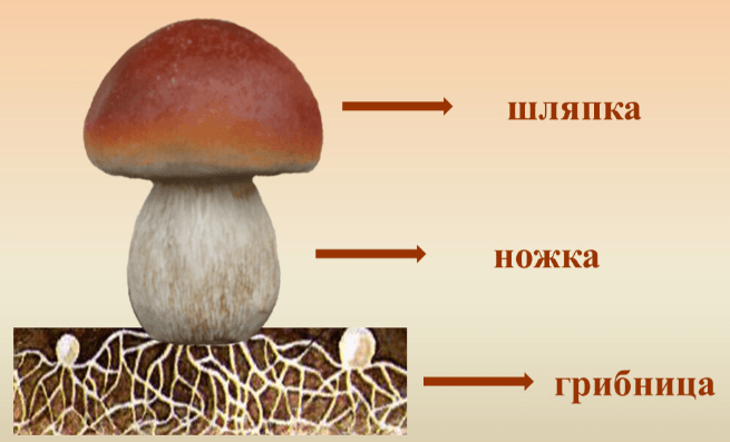Решение рисунок 1