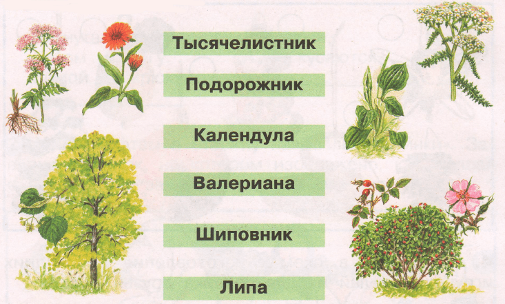Задание рисунок 1