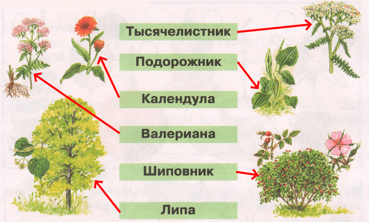 Решение рисунок 1