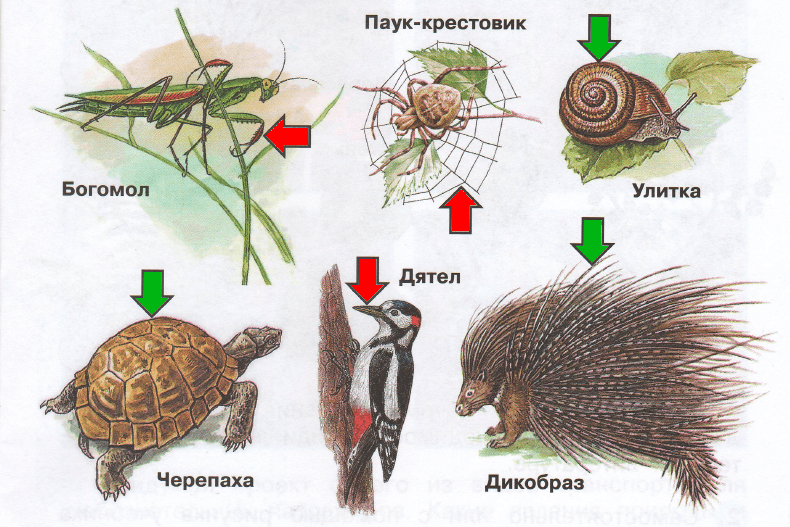 Решение рисунок 1