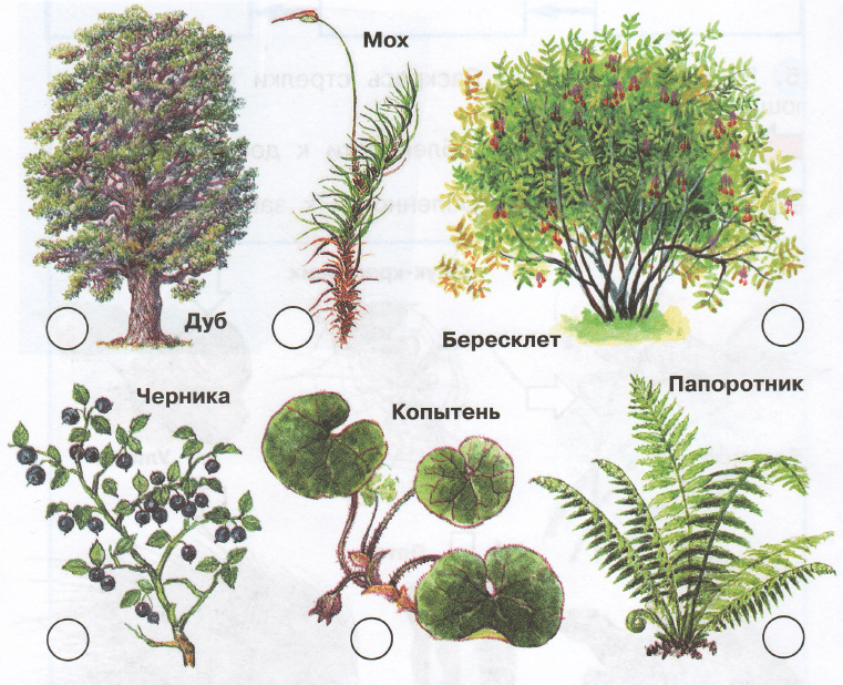 Задание рисунок 1