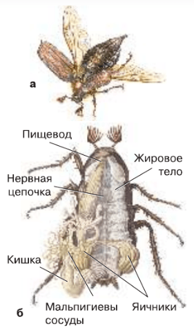 Задание рисунок 1