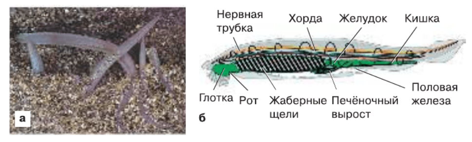 Задание рисунок 1