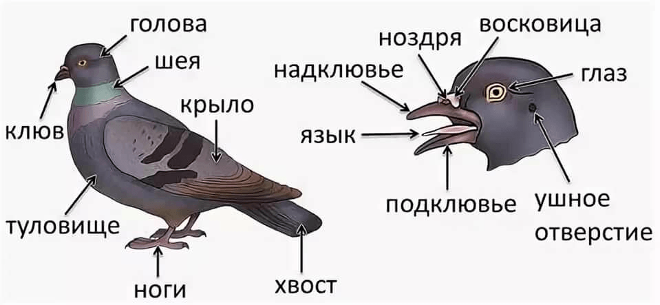 Решение рисунок 1