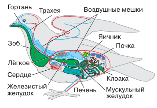 Задание рисунок 1