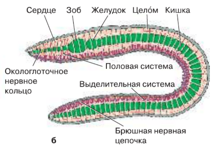 Задание рисунок 1
