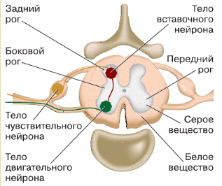 Решение рисунок 1