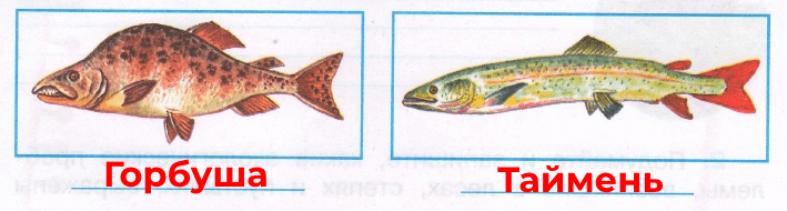 Решение рисунок 1