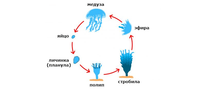 Решение рисунок 1