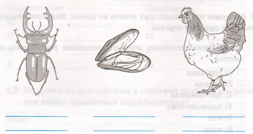 Задание рисунок 1