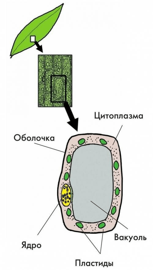 Решение рисунок 1