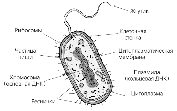 Решение рисунок 1