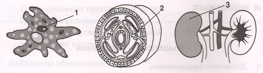 Задание рисунок 1