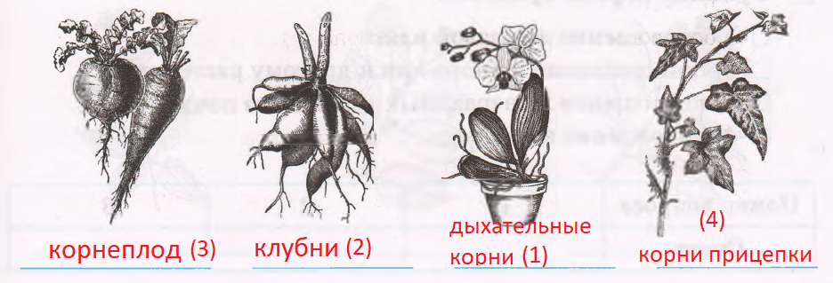 Решение рисунок 1