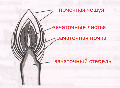 Решение рисунок 1