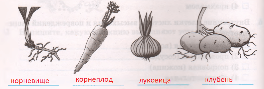 Решение рисунок 1