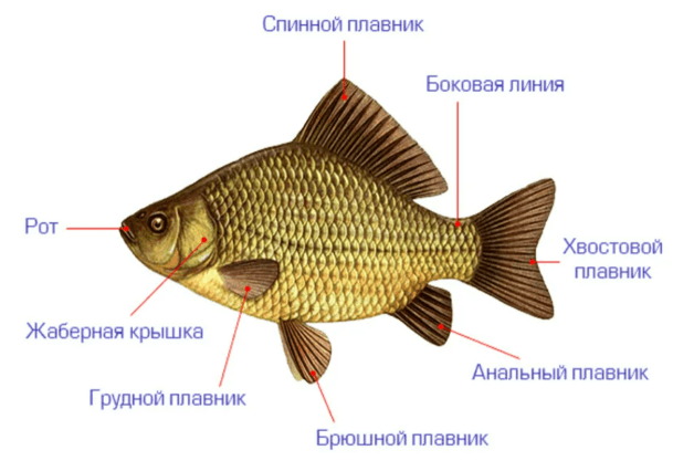 Решение рисунок 1