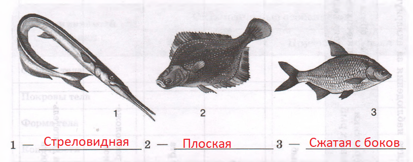 Решение рисунок 1